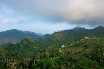 Fototapeta na wymiar mountain view with tea plantation - tropical tea plantation on steep hills with cloudy sky, Java island, Indonesia