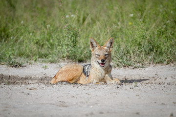 Black-backed jackal laying in the sand.