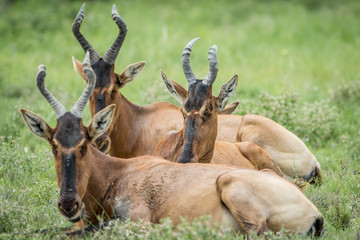 Obraz premium Group of Red hartebeest laying down in the grass.