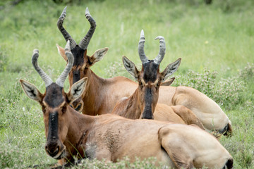 Naklejka na ściany i meble Group of Red hartebeest laying down in the grass.