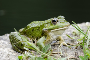 Froschkönig