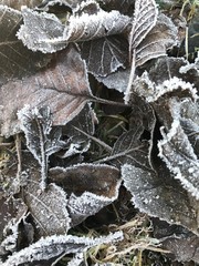 Icy leaves