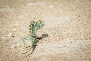 Flap-necked chameleon walking in the gravel.
