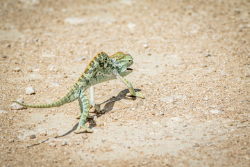 Flap-necked chameleon walking in the gravel.