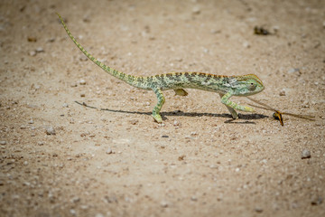 Naklejka na ściany i meble Flap-necked chameleon walking in the gravel.