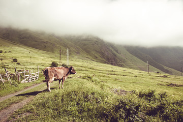 Dairy cow looking on green field. Farm animal. Rural landscape. Farming concept. Clouds descending over georgian meadow. Copy space. Georgia. Ecotourism. Mountain valley. Graze cattle. Lush pasture