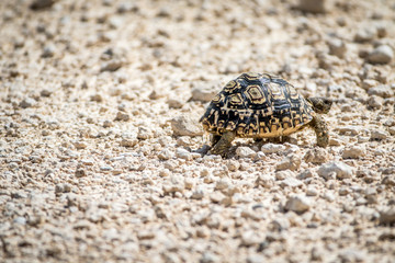 Leopard tortoise walking in the gravel.