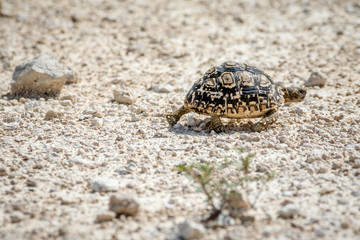 Leopard tortoise walking in the gravel.