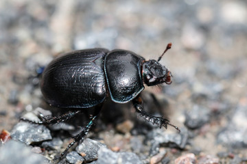 Mistk&auml;fer (Geotrupes stercorarius) auf Kieselsteine