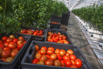 Tomatoes in a greenhouse. Tomatoes weigh on the branches, ripen.