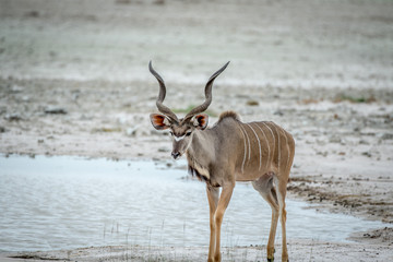 Male Kudu standing at a pool of water.