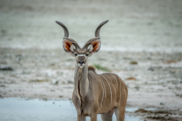 Male Kudu starring at the camera. © simoneemanphoto