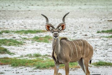 Male Kudu starring at the camera.