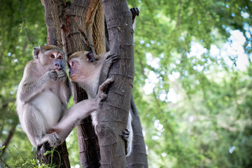 asia monkey in area forest