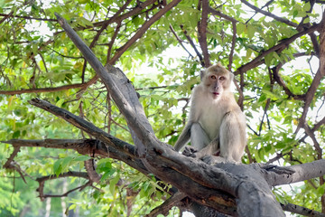 monkey sitting on the tree