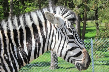 Le zebre du Safari Zoo de Thoiry