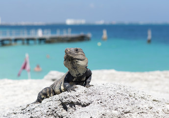 Iguana posing on the beach.