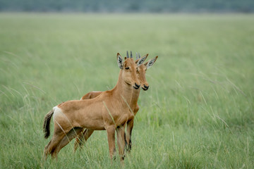 Red hartebeest calves standing in the grass.