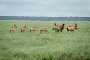 Group of Red hartebeests standing in the grass.