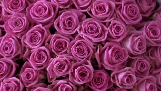 Rose petals as a background. Large bouquet of flowers. HD 1920x1080 Video Clip