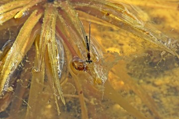 Weibliche Große Pechlibelle (Ischnura elegans) bei der Eiablage an Krebsschere (Stratiotes aloides)
 