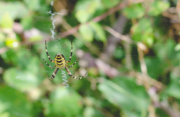 Spider