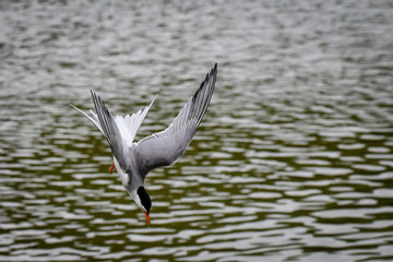 Common Tern wild bird in flight