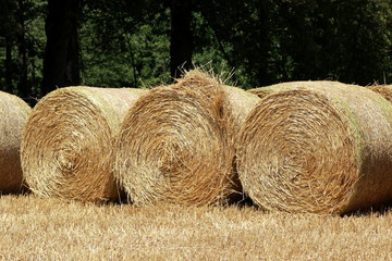 BALLES RONDES DE PAILLE DANS UN CHAMP