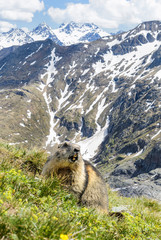 Alpine Marmot - Marmota marmota, Alps, Austria