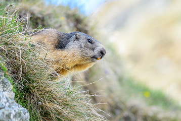 Alpine Marmot - Marmota marmota, Alps, Austria