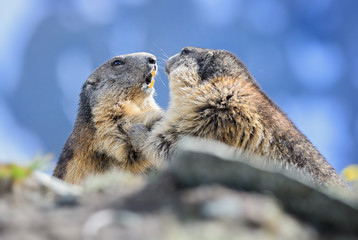 Alpine Marmot - Marmota marmota, Alps, Austria