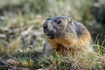 Alpine Marmot - Marmota marmota, Alps, Austria