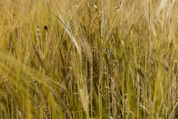 Golden ears of mature grain in the field