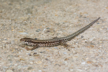A Small Lizard Enjoying the Start of the Hot Season by Taking a Walk on the Pavement