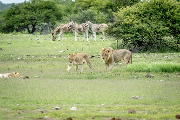 Mating couple of Lions walking in the grass.