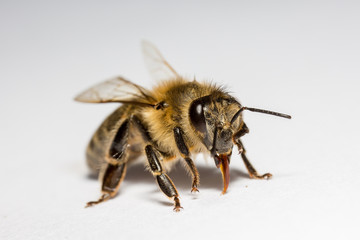 Bee macro close up