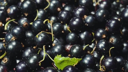 Ripe black currant. Natural healthy food concept.