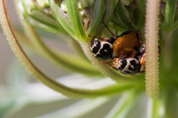 Two Ladybugs Mating Under A Flower In Early Summer