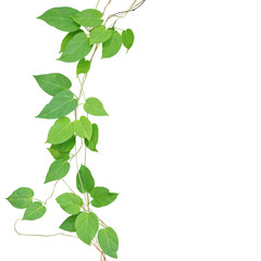 Heart shaped green leaf climbling vines isolated on white background, clipping path included. Cowslip creeper the medicinal tropical plant growing in wild.