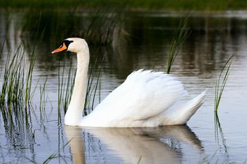 swan in lake