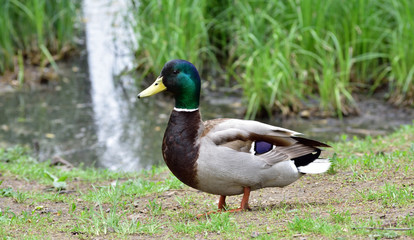 Male wild duck staying on the ground 