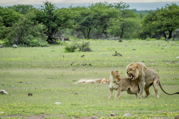 Fototapeta premium Lwy godowe na trawie w Etosha.