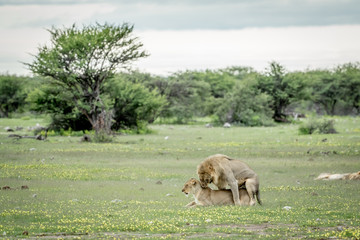 Fototapeta na wymiar Lions mating in the grass in Etosha.