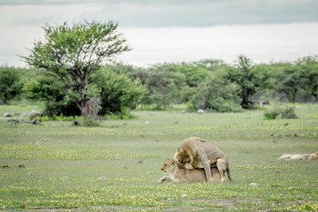 Lions mating in the grass in Etosha.