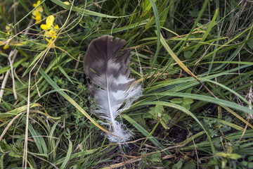 Bird feather lying in grass on a meadow