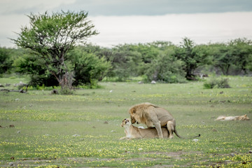 Lions mating in the grass in Etosha.