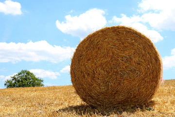 BALLES RONDES DE PAILLE DANS UN CHAMP