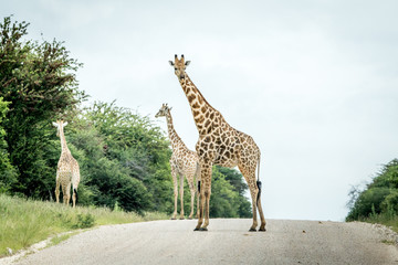 Group of Giraffes standing on the road.