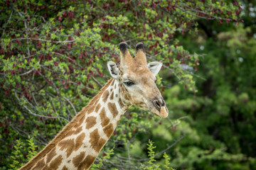 Obraz premium Close up of a Giraffe in Etosha.