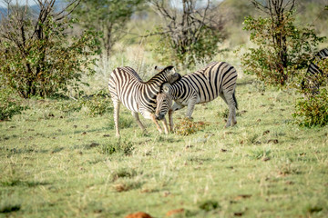 Fototapeta na wymiar Two Zebras bonding in the grass.